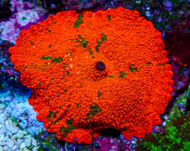 XLG Candy Crush Mushroom-174.JPG XLG Candy Crush Mushroom-174.JPG