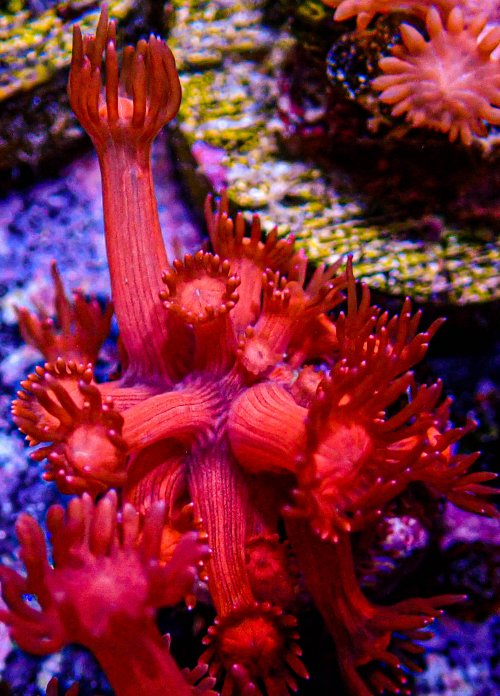 UC Ruby Red Gonipora -191.JPG