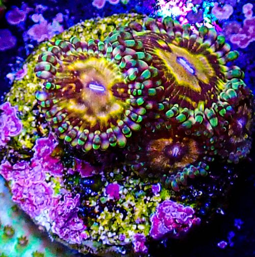 UC Grim Reaper Zoa -184.JPG