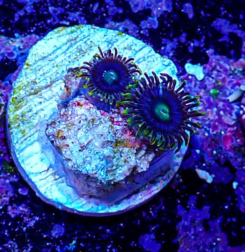 UC Blue Macaw Zoas -178.JPG