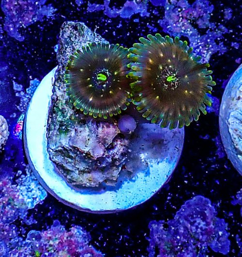 UC Ding Dang Zoas -180.JPG