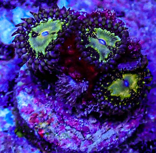 UC Glitterbomb Zoa -162.JPG