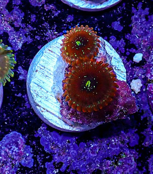 UC magician zoa -181.JPG