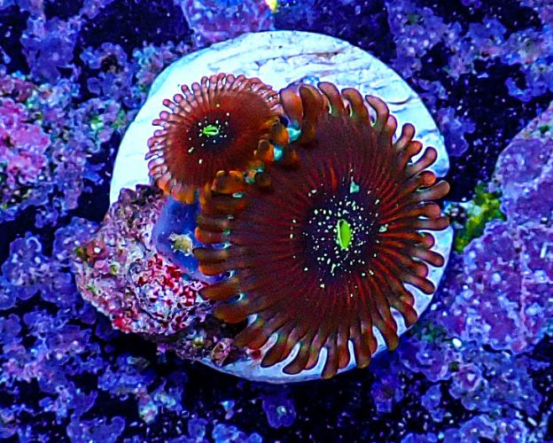 UC magician zoa -182.JPG