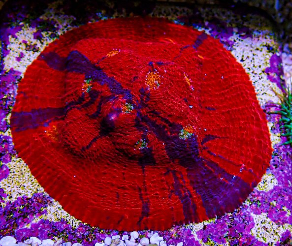 UC Jelly Bean Rainbow Chalice colony 1.JPG UC Jelly Bean Rainbow Chalice colony 1.JPG