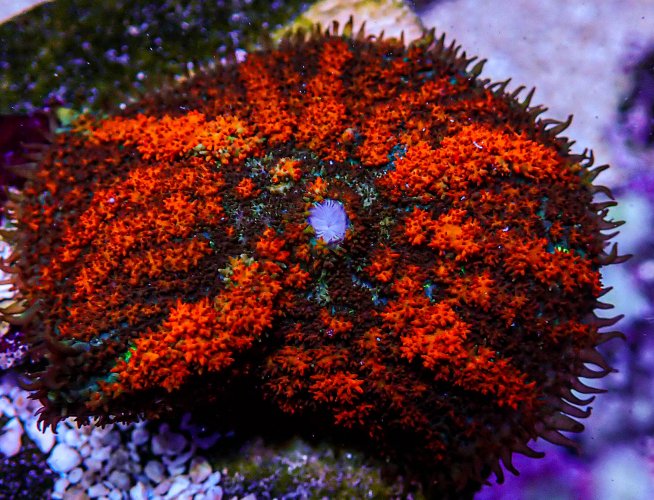 UC Red Rum Bounce Mushroom.JPG UC Red Rum Bounce Mushroom.JPG