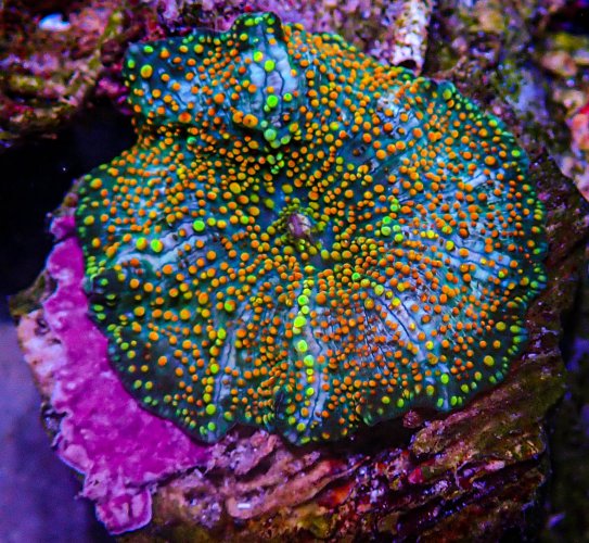 UC Dipping Dots Mushroom.JPG UC Dipping Dots Mushroom.JPG