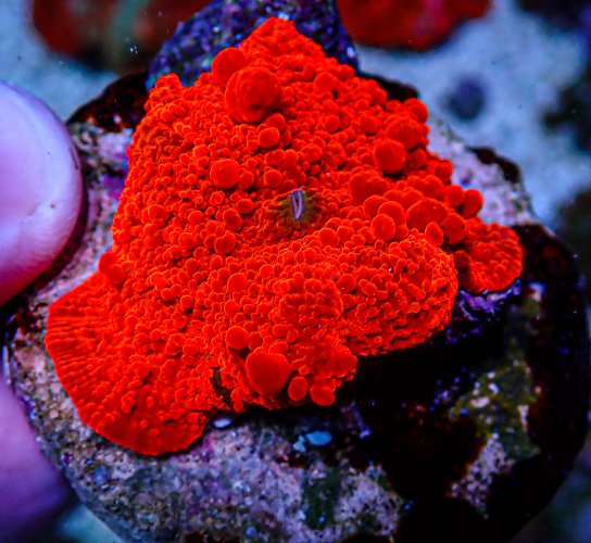 UC Bounce Eclectus Mushroom.JPG