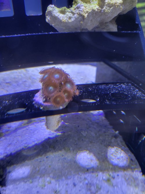 zoanthid.jpg