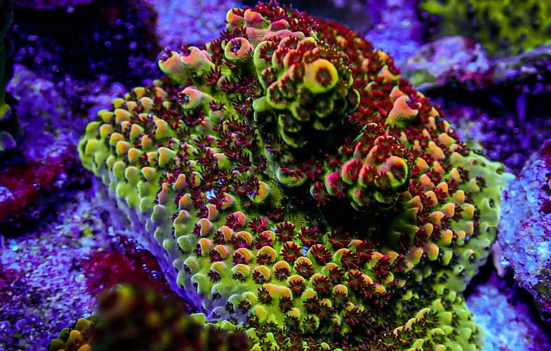 UC Gumdrop Acro -190.JPG UC Gumdrop Acro -190.JPG
