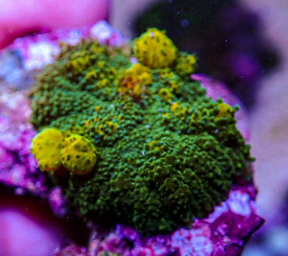 UC Mellow Yellow Bounce Mushroom -245.JPG UC Mellow Yellow Bounce Mushroom -245.JPG