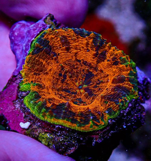 UC Thunderstruck Acan Maxima -231.JPG UC Thunderstruck Acan Maxima -231.JPG