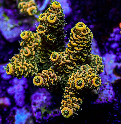 UC Tropic Thunder Millipora -184.JPG UC Tropic Thunder Millipora -184.JPG