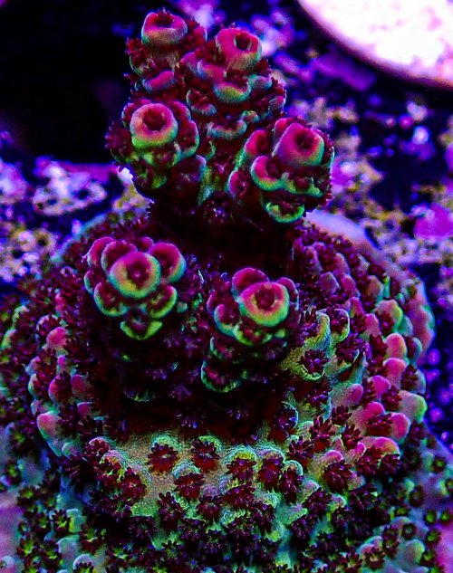 UC Noir Acro-286.JPG UC Noir Acro-286.JPG