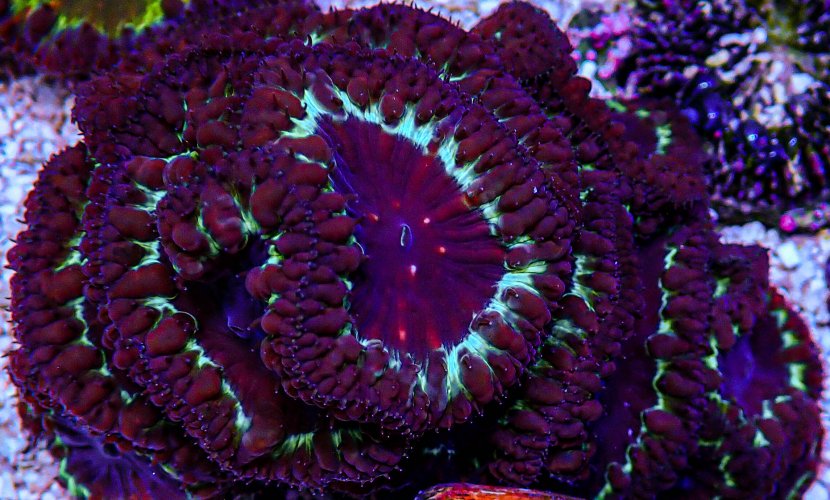 UC Rum Runner Blasto Colony -158.JPG