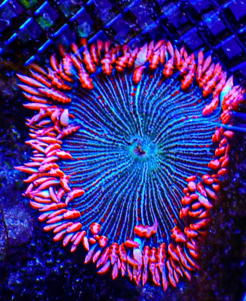 UC Pink Diamond Rock Flower anemone -176.JPG