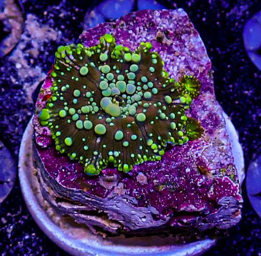 UC Ocean Master Bounce Mushroom -192.JPG