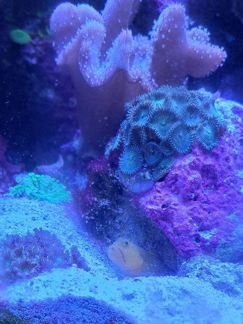 goby3.jpg