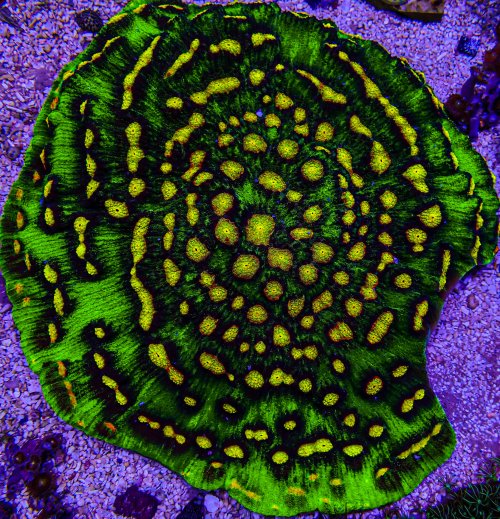 Show Size Raja Rampage Chalice Colony -156.JPG Show Size Raja Rampage Chalice Colony -156.JPG