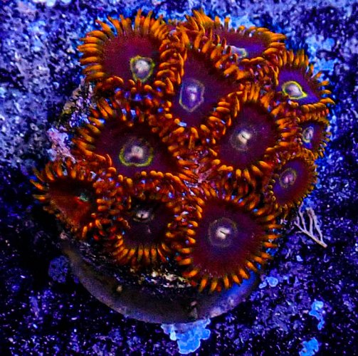 Rainbow Hornet Zoa -166.JPG