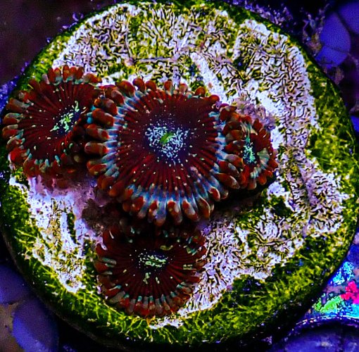 UC White Zombie Zoa -167.JPG