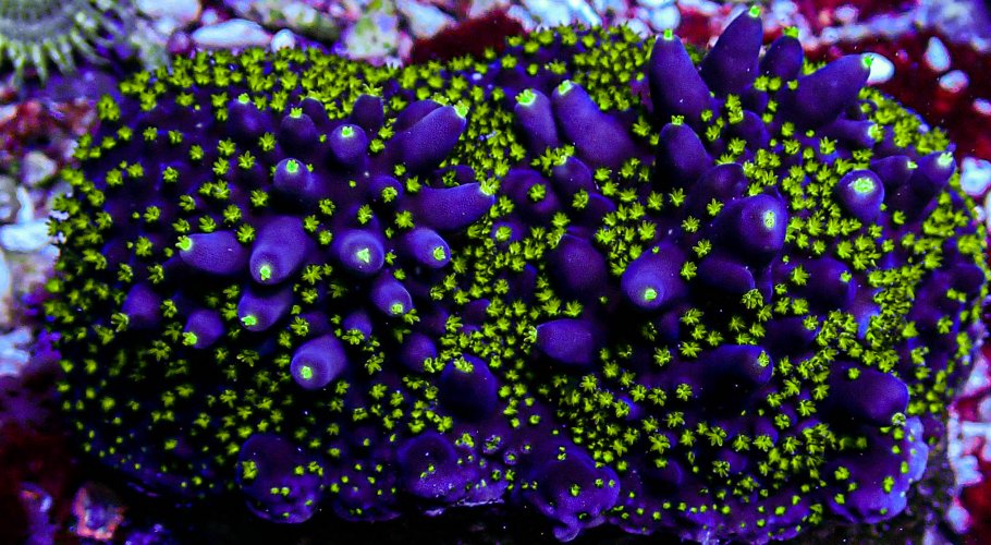 Garf Bonzi Acro Colony -165.JPG Garf Bonzi Acro Colony -165.JPG