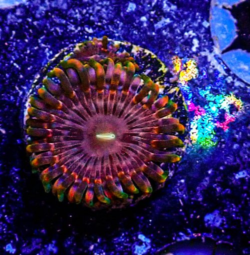 Fairy Fart Zoa -173.JPG Fairy Fart Zoa -173.JPG