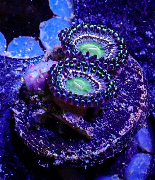 Pink Solstace Zoa -172.JPG Pink Solstace Zoa -172.JPG