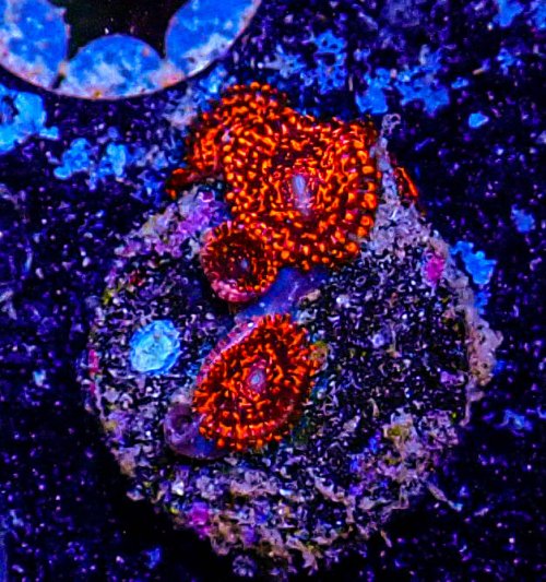 UC Nightmare Zoa -174.JPG