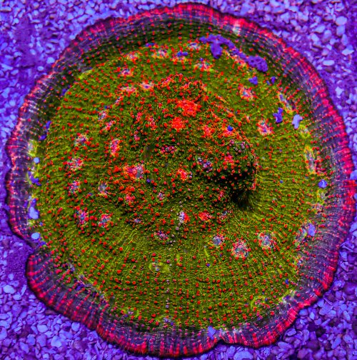 UC Poison Ivy Chalice Colony-198.JPG