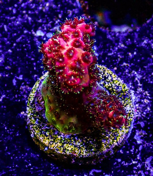 Ultra Acro -244.JPG