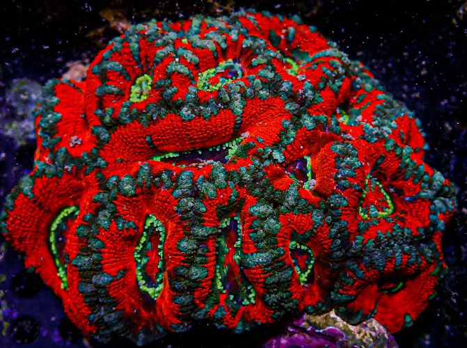 UC Chuckys Bride Acan Colony -150.JPG