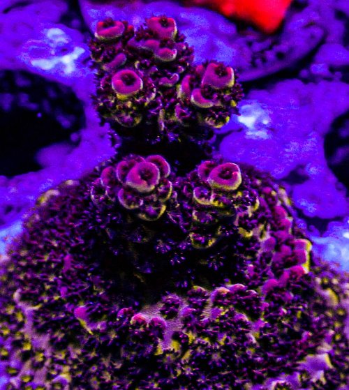 UC Soul Sucker Acro -168.JPG