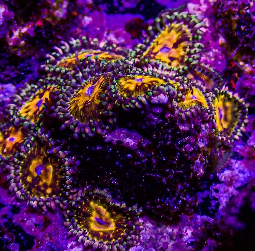 UC Grim Reaper Zoas -221.JPG