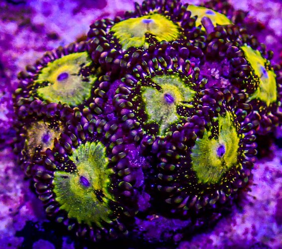 UC Glitter Bomb Zoas -223.JPG