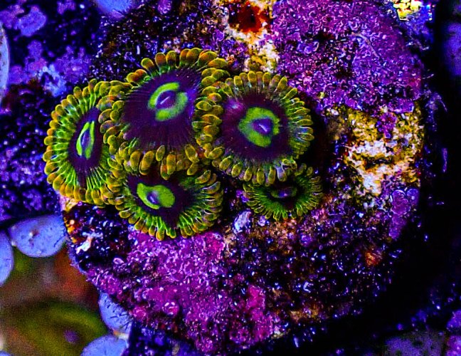 Rainbow Yoda Zoas -296.JPG