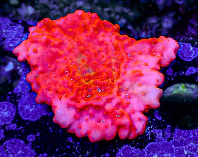 Setosa Montipora -174.JPG