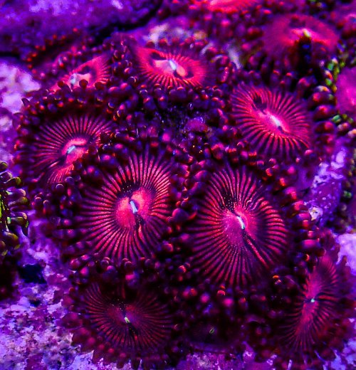 UC Sparkling Wine Zoas-225.JPG