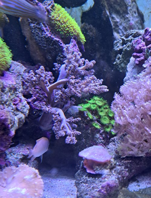 purple.jpg