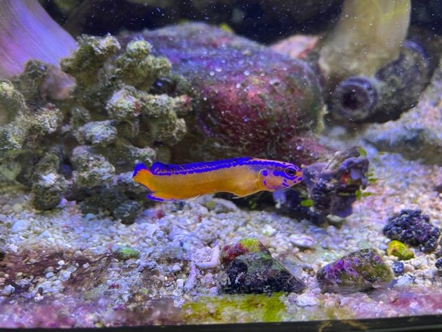 purple fish.jpg