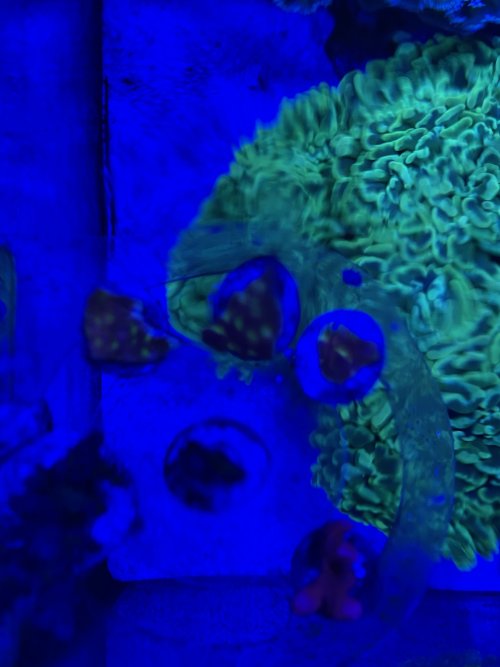 DBD14105-44BD-4D80-B841-051016961426.jpeg