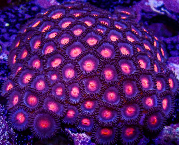 Miami Vice Zoa Colony -199.JPG