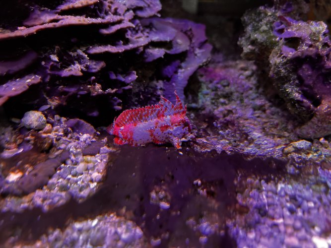Red Waspfish.JPG