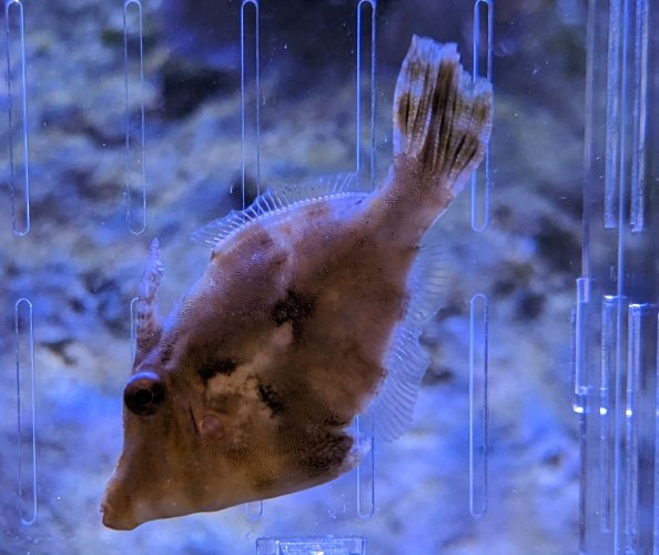 Filefish_1.jpg