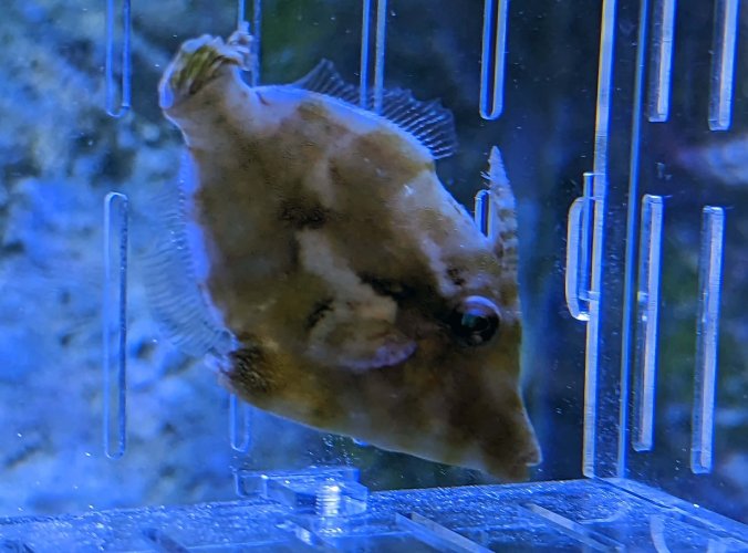 Filefish_2.jpg