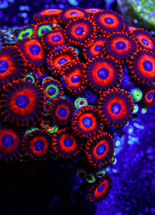 Safe Cracker and Emeralds On Fire Zoa Mix-334.JPG