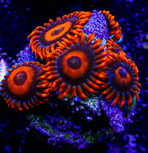 Safe Cracker Zoa -328.JPG