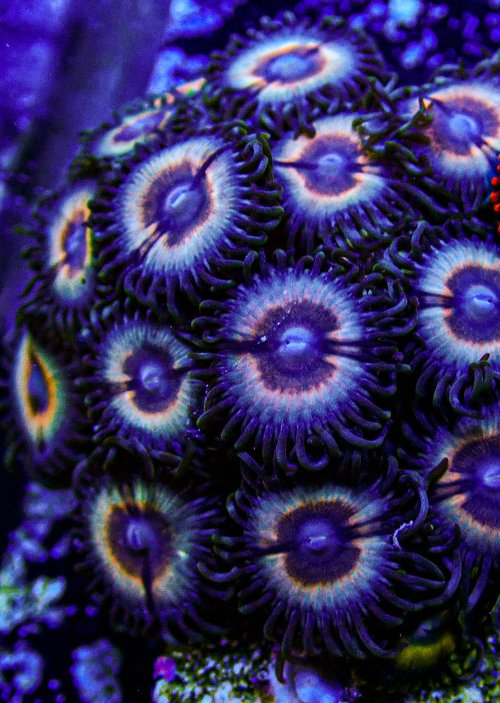 Sonic Flare Zoa -335.JPG