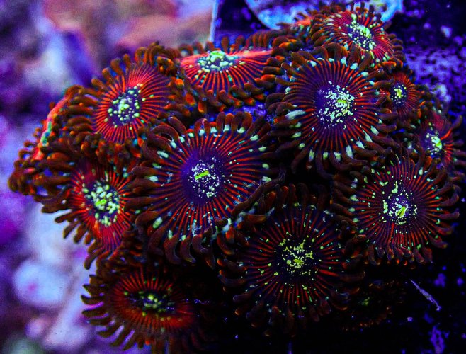 UC Wizards Zoa -326.JPG