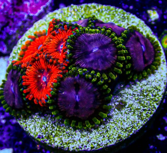 WWC Purple Monster and UC Afterburner Zoa Mix -336.JPG